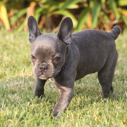 April Showers Bring… Dirty Laundry! 6 Steps to Properly Potty Train Your Pupper