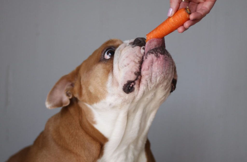 A Dangerous Doggy Diet… 3 Things to Stop Feeding Fido Immediately!