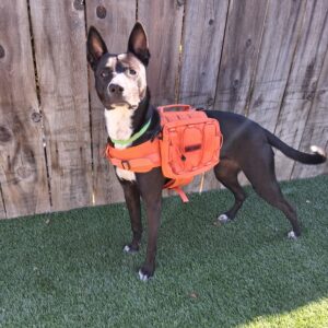 Dog Day Pack