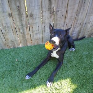 Virtually Indestructible Ball