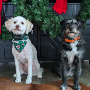 No Shock Dog Training Collar (2 Dogs)