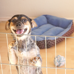 Dog Blog (1)